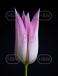 Lily Flowering Lilypure®