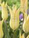 Lily Flowering Johan Cruijff