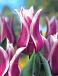 Lily Flowering Ballade