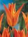 Lily Flowering Ballerina