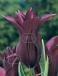 Lily Flowering Burgundy