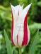 Lily Flowering Marilyn