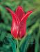 Lily Flowering Red Shine