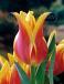 Lily Flowering Ballade Dream®