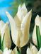 Lily Flowering White Triumphator