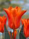 Lily Flowering Ballade Orange®