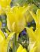 Lily Flowering Ballade Gold®