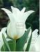 Lily Flowering Ballade White®