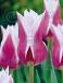 Lily Flowering Claudia