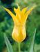 Lily Flowering Flashback