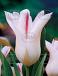 Lily Flowering Holland Chic®
