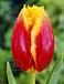 Fringed Tiano
