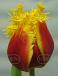 Fringed Crispy Artair