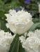 Fringed Snow Crystal