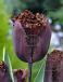 Fringed Black Jewel®