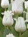 Fringed Honeymoon