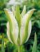 Viridiflora White Spring Green
