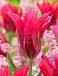 Viridiflora Doll's Minuet