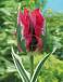 Viridiflora Esperanto
