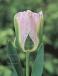 Viridiflora Greenland