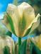 Viridiflora Spring Green
