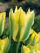 Viridiflora Yellow Spring Green