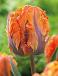 Parrot Orange Rococo