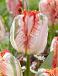 Parrot Apricot Parrot