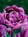 Double Late Lilac Perfection