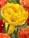 Double Late Yellow Pomponette