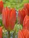 Fosteriana Orange Brilliant