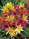 Specie Botanical Mix