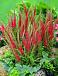 Spicata Rotfuchs