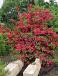 Red Prince