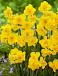 Split-Cupped Collar Yellow Parrot