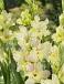Small Flowering Alicia
