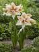Diamond Inca star