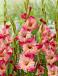Large flowering Apricot Bubble Gum