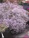 Paniculata Pink