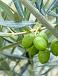Europaea olive