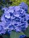 Macrophylla Blue