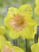 Large flowering Color Run