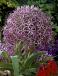 Large flowering Cristophii