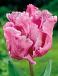 Parrot Webers Parrot Pink