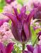 Lily Flowering Purple Doll