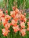 Large flowering Coral Crush
