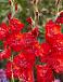 Large flowering Tango Passion