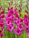 Large flowering Fuchsia Temptation