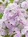 Paniculata  Cool Water