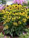 fulgida  Little Goldstar